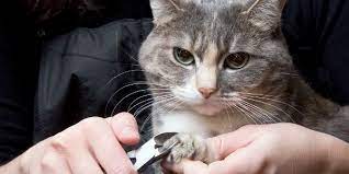 Tips On Clipping Cats Claws And Getting The Cats To Tolerate It Catster Cat Parenting Cat Nails Cat Claws