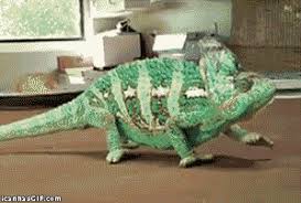 The Meta Picture Part 18 Cute Animals Funny Animals Chameleon Pet