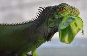Pin On Iguana Care