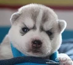 My Face Angry Dog Cute Animals Guild Wars