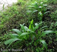 Image result for Setaria poiretiana
