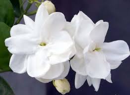 Mysooru Mallige Also Known As Dundu Mallige Jasminum Sambac Dundu Mallige Moghra Other Common Names Of Jasminum Samba Di 2020 Jasmine Fotografi Inspirasi Inspirasi