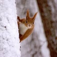 So Locken Sie Vogel In Ihren Garten Eichhornchen Im Winter Garten Gartengestaltung