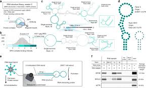 Ribonucleic acid (rna) is a polymeric molecule essential in various biological roles in coding, decoding, regulation and expression of genes. Rna Structure Wide Discovery Of Functional Interactions With Multiplexed Rna Motif Library Nature Communications