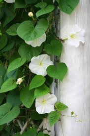 Image result for Ipomoea polymorpha
