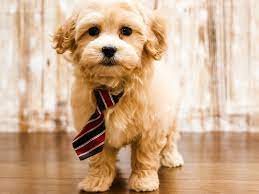 Maybe you would like to learn more about one of these? Visit Our Maltipoo Puppies For Sale Near Richmond Virginia