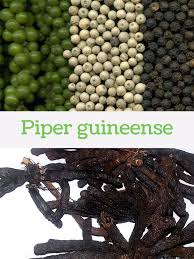 Image result for Piper guineense