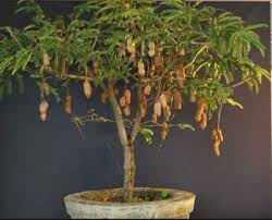 We did not find results for: Tamarind Tree Fruit Highly Rated Detoxing Usage Interesting Spain Info
