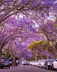 Image result for Jacaranda