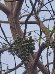 Image result for Lannea discolor