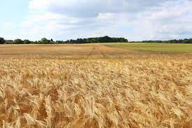 Agriculture Barley Bread Cereal Corn Countryside Crop Cropland Crops Farm Farmland Field Grain G Beautiful Scenery Pictures Crop Farming Cropland