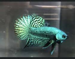 Green Hybrid Alien Betta Pair Free Expedited Shipping Betta Betta Fish Siamese Fighting Fish