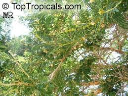 Image result for Acacia sieberiana