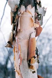 Birch Tree Bark And Stone Coupon Revealing Layers Of Papery Beauty Tree Textures Texture Birch Tree