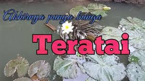 Bunga teratai, dalam bahasa inggris disebut water lily, merupakan tanaman air yang identik dengan cara hidup mengambang di permukaan air. Mewarnai Kolam Bunga Teratai Bunga Teratai Video Slideshow Tanaman Hias Unik Youtube Namun Sampai Kini Sedikit Yang Tahu Juga Akan Manfaat Dari Ginger Tea