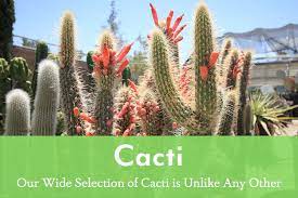 49889 29 palms hwy morongo valley 92256. Cactus Mart Cacti Succulents Desert Plant Emporium Morongo Valley Ca