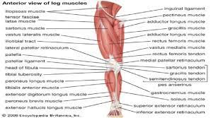 biceps femoris longum ile ilgili gorsel sonucu anatomi saglikli yasam saglik