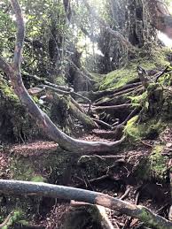 To the north, its boundary touches that of kelantan; Getting Enchanted In Mossy Forest The Star