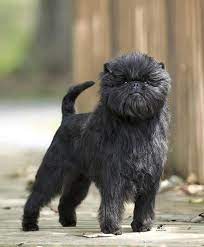 20 Affenpinscher Ideas Affenpinscher Affenpinscher Dog Affenpinscher Puppy