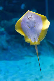 Pin On Sea Life