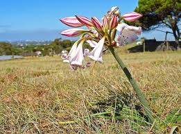Image result for Crinum lugardiae