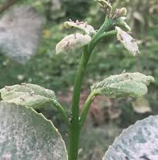 Image result for Cordia myxa