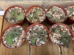 Image result for Huernia procumbens