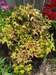 Image result for Helichrysum setosum