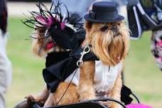 Dogs on Show