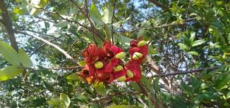 Image result for Xylopia collina