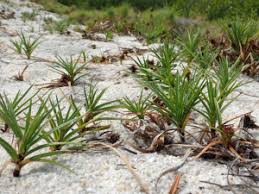 Image result for Cyperus zollingeri