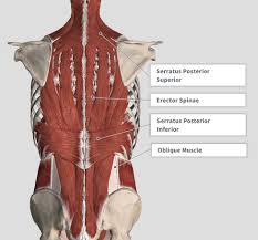 Lay back so your upper back is resting on the pad. Introduction Anatomy Thoracic The Gap Physio