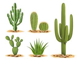 Image result for Cactaceae