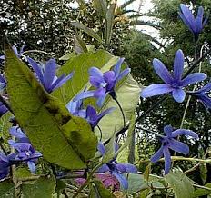 Image result for Petrea volubilis