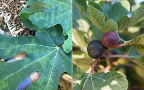 Any other couses for this.malnourishment ,over or under watering , mites or something else ?? Infertile Fig Frustration In The Green Room Bunbury Mail Bunbury Wa