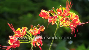 This large shrub/small tree has flowers that resemble a royal poinciana tree with the advantage of a smaller size. Caesalpinia Pulcherrima Peacock Flower Or Barbados Pride Youtube