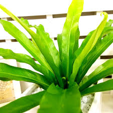 アスプレニウムの育て方 観葉植物として長く楽しむコツは Greensnap グリーンスナップ