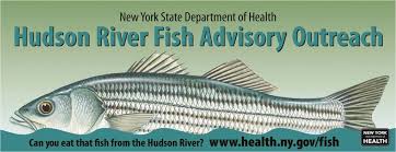 Hudson River Sloop Clearwater Eating Hudson River Fish