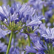 Image result for Agapanthus africanus