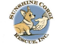 According to to their website, this is an organization dedicated to helping corgis who find themselves in need of a new home, with the prevention of animal cruelty being the main goal.they accept corgis who are given up by owners, end up in shelters, or are found in the streets. Adoption Process Sunshine Corgi Rescue