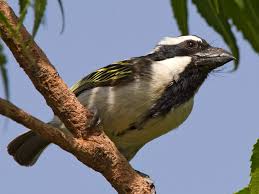 Image result for Blotiella trichosora