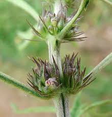 Image result for Leonurus japonicus