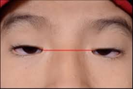 Image result for Blepharis transvaalensis