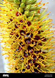 Image result for Aloe tauri