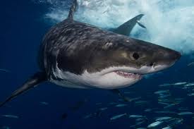 The megalodon shark (aka the megatooth shark, monster shark, and giant white shark) is one of the in fact, due to its large size, this shark was given the name megalodon, which in translation means. Turns Out The Megalodon Shark Ain T That Big