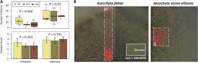 Tips kedua hadapi dengan tenang (walau saya sendiri cukup resah gelisah) karena badai pasti berlalu. Identification Of A Polyketide Synthase Gene Responsible For Ascochitine Biosynthesis In Ascochyta Fabae And Its Abrogation In Sister Taxa Msphere