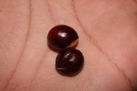 Image result for Aphanamixis