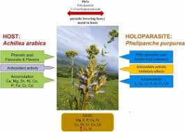 Image result for Kotschya sp.no.A