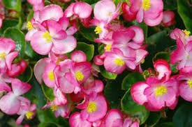 Summer flowers bring joy, freshness and fragrance to your garden. 45 Summer Flowers That Stun With The Sun Lovetoknow