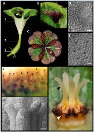 Image result for Ceropegia stenantha